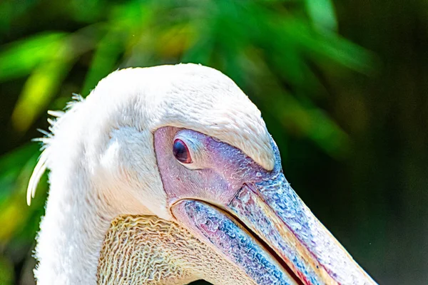 Portret Różowego Pelikana — Zdjęcie stockowe