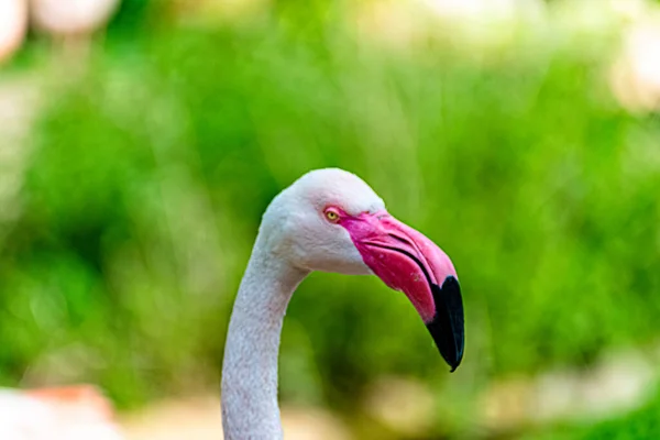 Flamingo Mira Alrededor Territorio —  Fotos de Stock