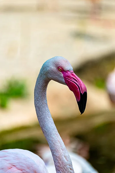 Flamingo Rozgląda Się Swoim Terytorium — Zdjęcie stockowe