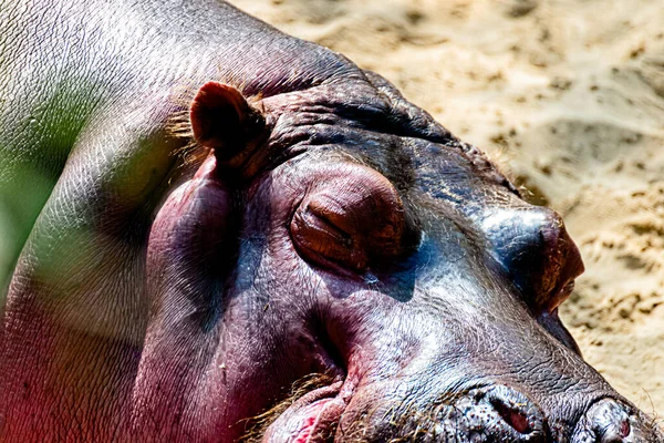 Hippo Rust Zon — Stockfoto