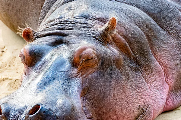 Hippo Repose Soleil — Photo