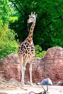 Zürafa dal ve saman yer.