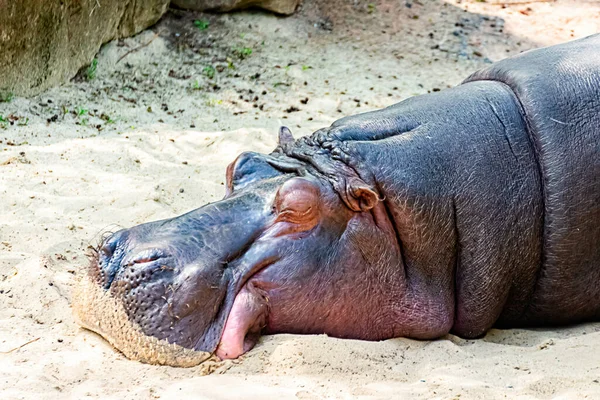 Hippo Resting Sun — Stock Photo, Image