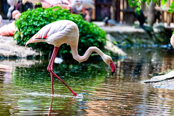 Flamingo Przechodzi Przez Jego Terytorium — Zdjęcie stockowe