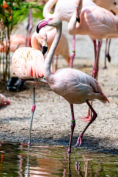 Flamingo Przechodzi Przez Jego Terytorium — Zdjęcie stockowe