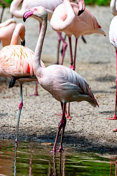 Flamingo Przechodzi Przez Jego Terytorium — Zdjęcie stockowe