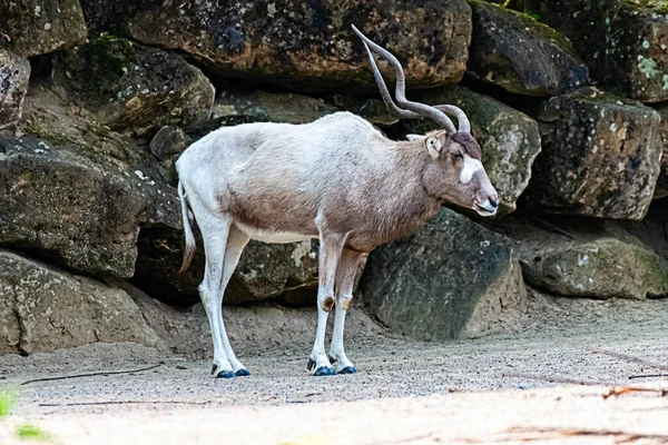 Addax Traverse Son Territoire — Photo