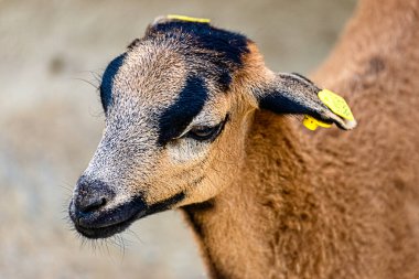 Bir kamerun koyununun portresi
