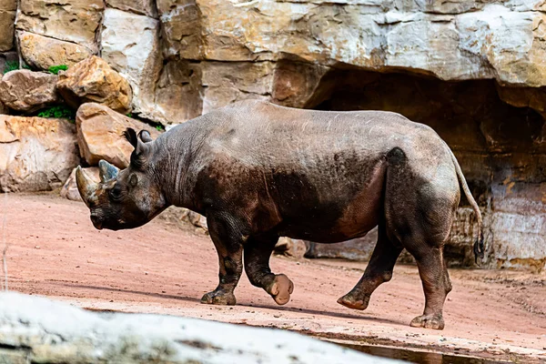 Rhinocéros Noir Progresse Sur Son Territoire — Photo