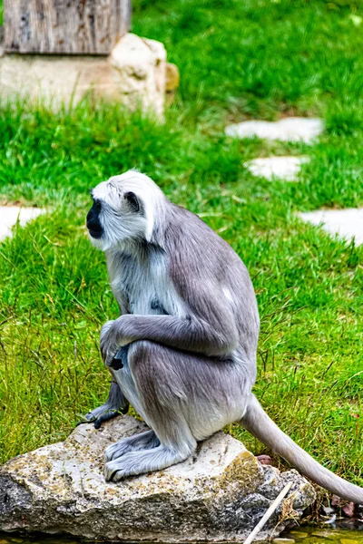 Hulman Langur Nagyon Közelről Figyeli Környezetét — Stock Fotó