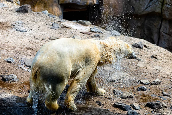 Urso Polar Emerge Água — Fotografia de Stock