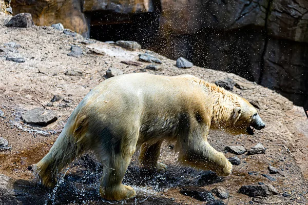 Urso Polar Emerge Água — Fotografia de Stock