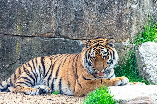 Siberian Tiger Resting Sun — Stock Photo, Image