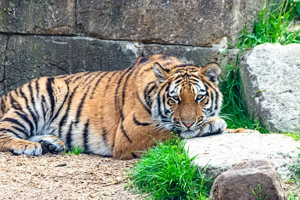 シベリアトラは太陽の下で休んでいる — ストック写真