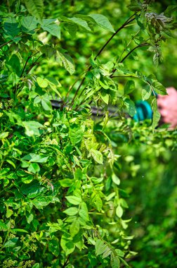 Çit biçme makinesiyle çiti kes.