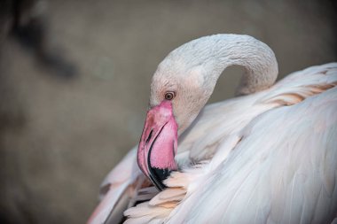 Flamingo tüylerini gagasıyla temizler.