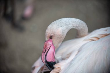 Flamingo tüylerini gagasıyla temizler.