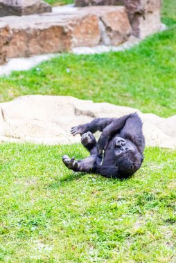 Bozkır gorilleri günlerini çayırlarda geçirirler.
