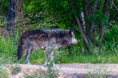 Kürk değişimi sırasında Timberwolf kendi bölgesinde.