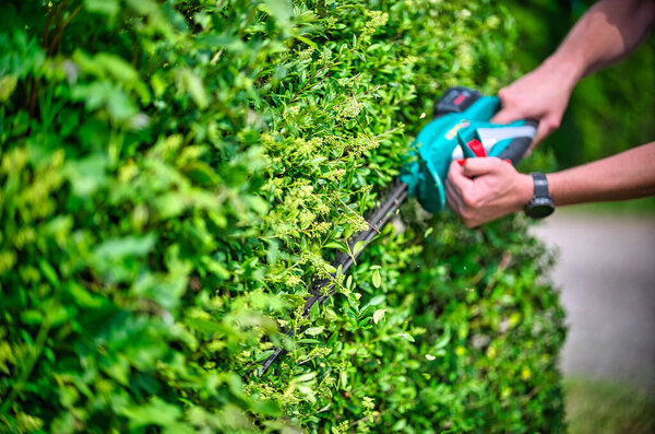 Вырезать изгородь с помощью изгороди триммер