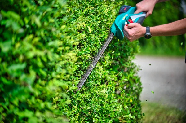 Cut Hedge Hedge Trimmer — Stock Photo, Image