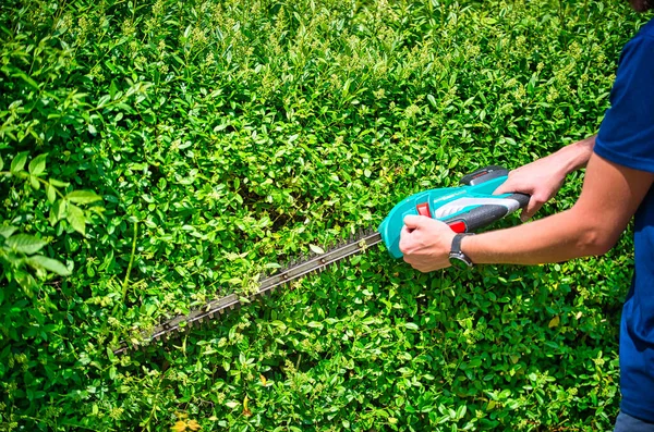 Cut the hedge with the hedge trimmer