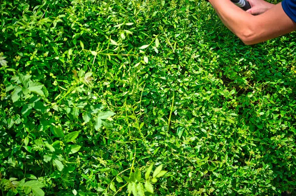 Schneiden Sie Die Hecke Mit Der Heckenschere — Stockfoto