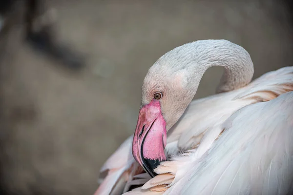 Flamingo Czyści Pióra Dziobem — Zdjęcie stockowe