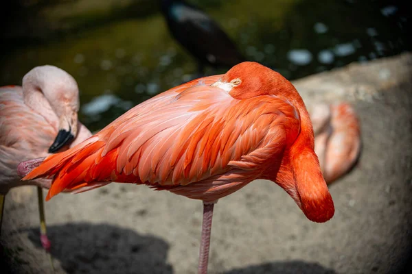 Rosa Flamingo Stoi Jednej Nodze — Zdjęcie stockowe