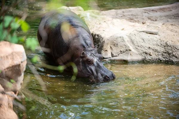 Hippo Refroidit Dans Eau — Photo