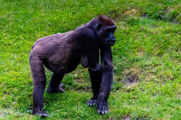 Flachlandgorillas Verbringen Ihren Tag Auf Der Wiese — Stockfoto