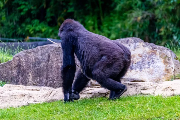 Flachlandgorillas Verbringen Ihren Tag Auf Der Wiese — Stockfoto