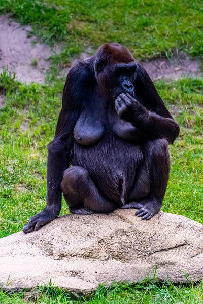 Flachlandgorillas Verbringen Ihren Tag Auf Der Wiese — Stockfoto