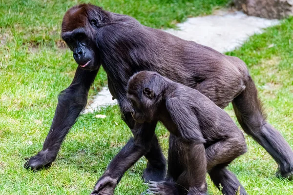 Bozkır Gorilleri Günlerini Çayırlarda Geçirirler — Stok fotoğraf