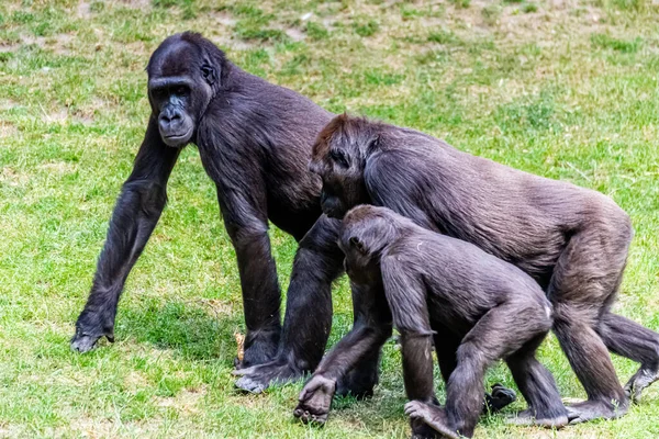 Flachlandgorillas Verbringen Ihren Tag Auf Der Wiese — Stockfoto