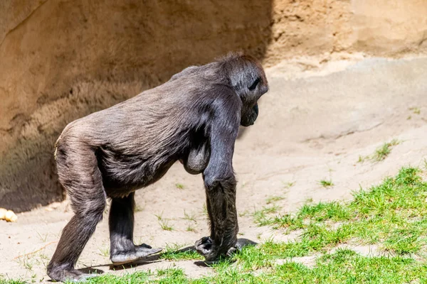 Flachlandgorillas Verbringen Ihren Tag Auf Der Wiese — Stockfoto