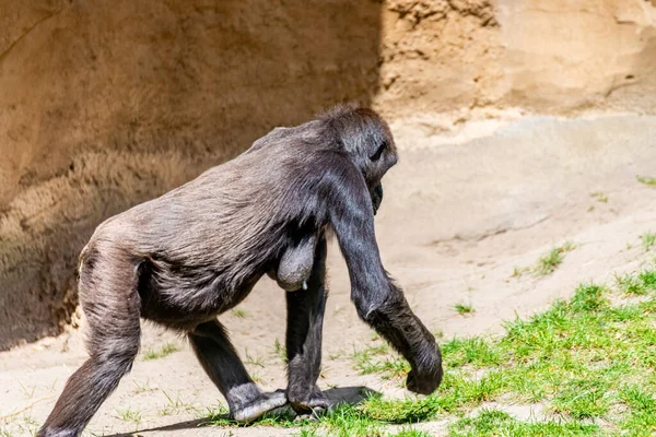 Flachlandgorillas Verbringen Ihren Tag Auf Der Wiese — Stockfoto