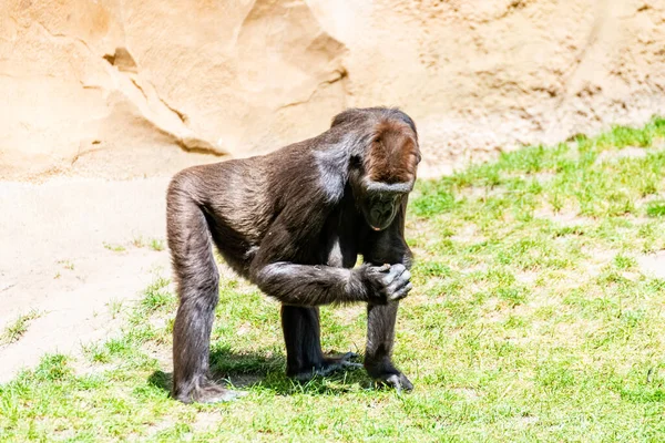 Los Gorilas Las Tierras Bajas Pasan Día Prado — Foto de Stock