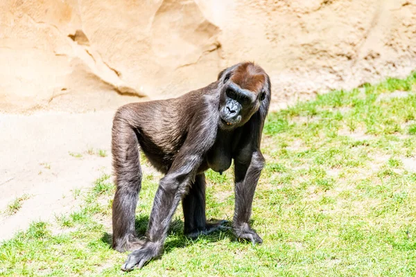 Gorilas Das Planícies Passam Dia Prado — Fotografia de Stock