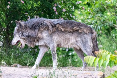 Kürk değişimi sırasında Timberwolf kendi bölgesinde.