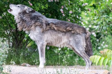 Kürk değişimi sırasında Timberwolf kendi bölgesinde.