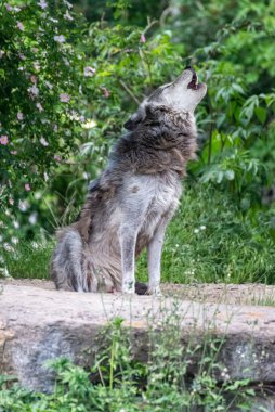 Kürk değişimi sırasında Timberwolf kendi bölgesinde.