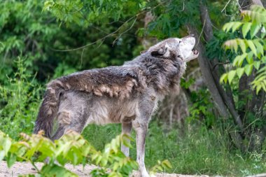 Kürk değişimi sırasında Timberwolf kendi bölgesinde.