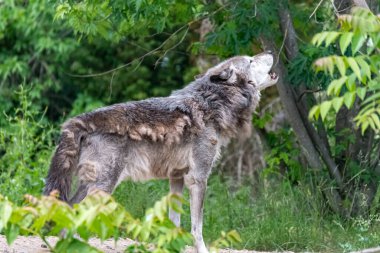 Kürk değişimi sırasında Timberwolf kendi bölgesinde.