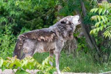 Kürk değişimi sırasında Timberwolf kendi bölgesinde.