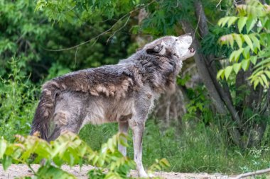 Kürk değişimi sırasında Timberwolf kendi bölgesinde.