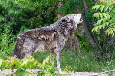 Kürk değişimi sırasında Timberwolf kendi bölgesinde.
