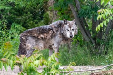 Kürk değişimi sırasında Timberwolf kendi bölgesinde.