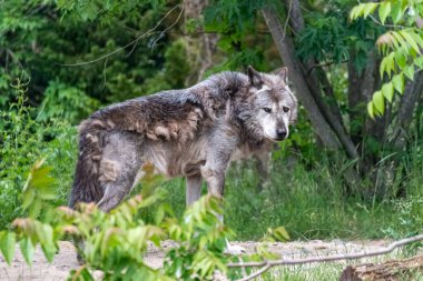 Kürk değişimi sırasında Timberwolf kendi bölgesinde.