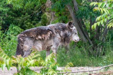 Kürk değişimi sırasında Timberwolf kendi bölgesinde.